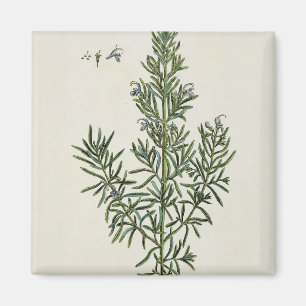 Rosmarinus Officinalis, von "einem neugierigen Magnet