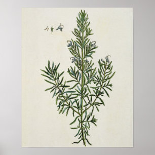 Rosmarinus Officinalis, von "einem neugierigen Poster