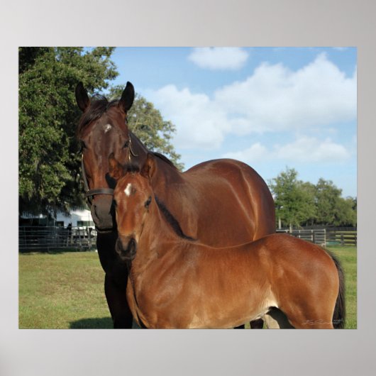 Ross Royale Print -24x20 -Klicken für kleinere Poster (Vorne)