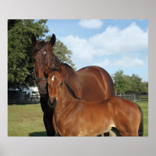 Ross Royale Print -24x20 - Klicken Sie für kleiner Poster
