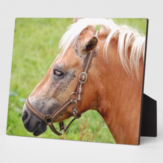 Rosshead 003 fotoplatte (Seite)