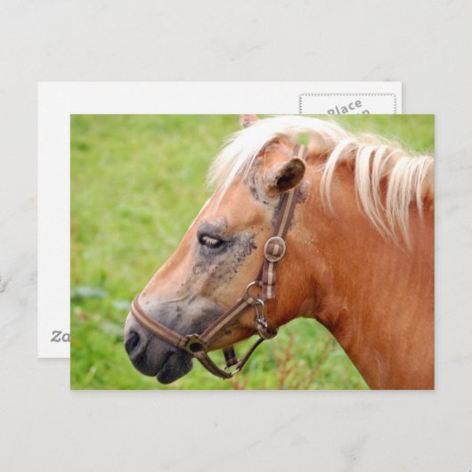 Rosshead 003 postkarte (Vorne/Hinten)