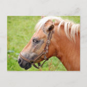 Rosshead 003 postkarte (Vorderseite)