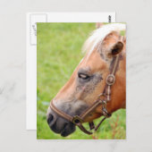 Rosshead 003 postkarte (Vorne/Hinten)