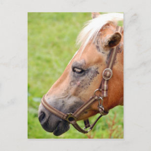 Rosshead 003 postkarte