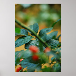 Rosship nach Regen 5 Poster