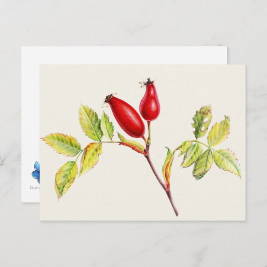 Rosships, Rosa canina in Aquarellfarben, Postkarte (Vorne/Hinten)