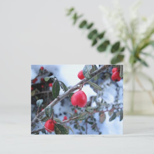 Rossholbeeren Postkarte (Stehend Vorderseite)