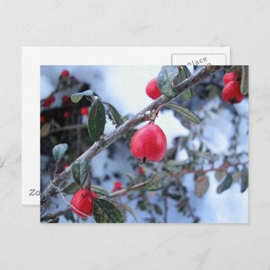 Rossholbeeren Postkarte (Vorne/Hinten)