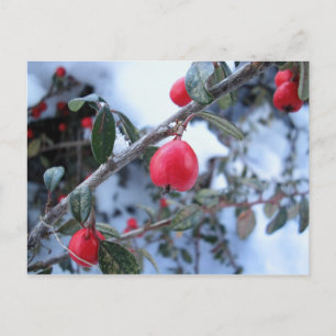 Rossholbeeren Postkarte