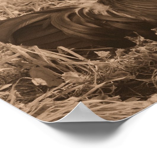 Roster Crowing in Sepia Brown Farm Animal Poster (Ecke)
