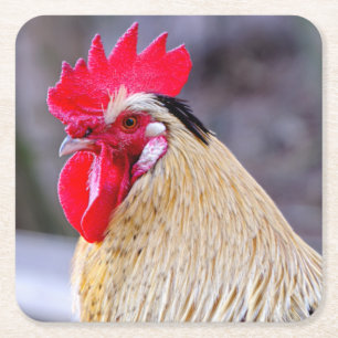 Roster mit Cockscomb Rechteckiger Pappuntersetzer