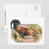 Roster und Chicks Postkarte (Vorne/Hinten)