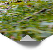 Roster und Hühner Poster (Ecke)