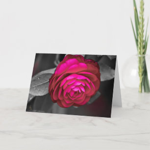Rosy Camellia Lee Hiller Fotografie Karte