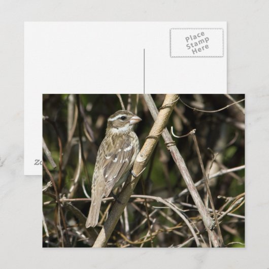 Rosy Gros Postcard Postkarte (Vorne/Hinten)