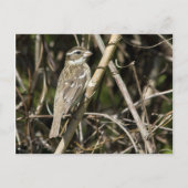 Rosy Gros Postcard Postkarte (Vorderseite)