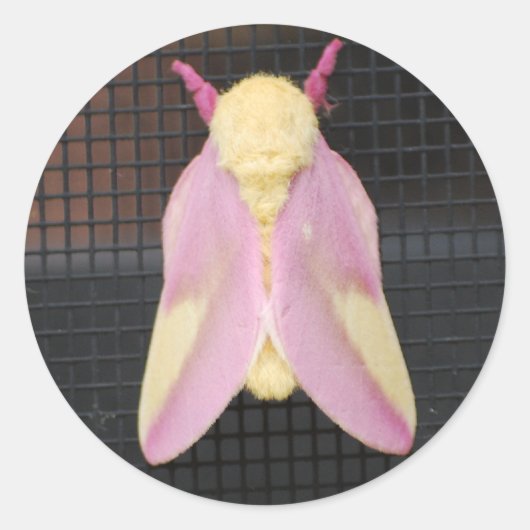Rosy Maple Moth Aufkleber (Vorderseite)
