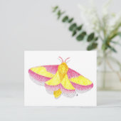 Rosy Maple Moth Postkarte (Stehend Vorderseite)