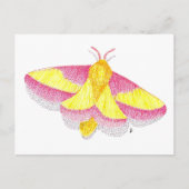 Rosy Maple Moth Postkarte (Vorderseite)