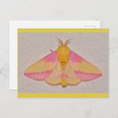 Rosy Maple Moth. Postkarte (Vorne/Hinten)