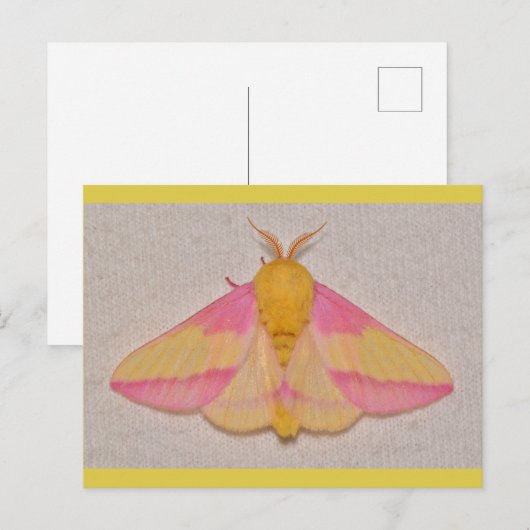 Rosy Maple Moth. Postkarte (Vorne/Hinten)