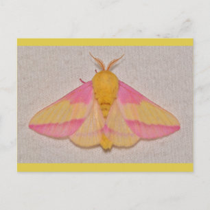 Rosy Maple Moth. Postkarte