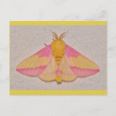 Rosy Maple Moth. Postkarte (Vorderseite)