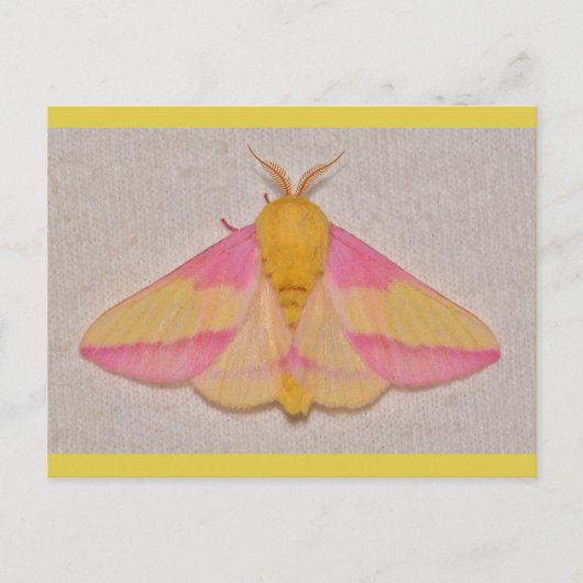 Rosy Maple Moth. Postkarte (Vorderseite)