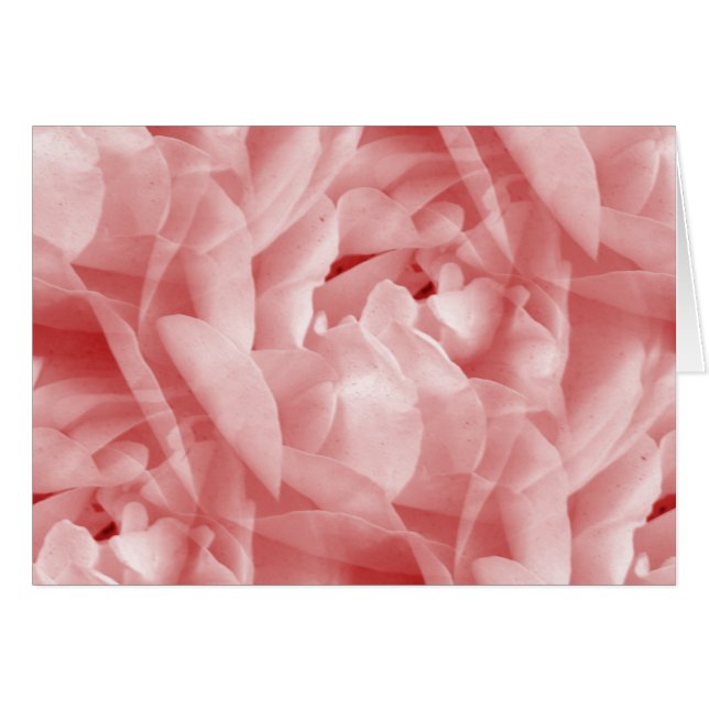 Rosy-Rose (Vorderseite (Horizontal))