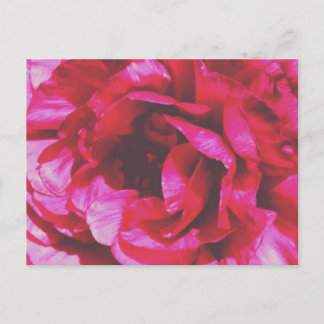 Rosy-Rose Postcard Postkarte
