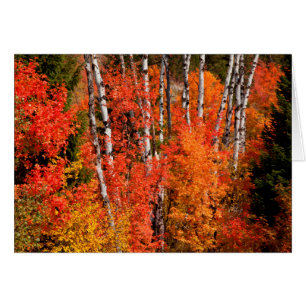 Rot-Ahorn (Acer Rubra) und Espen