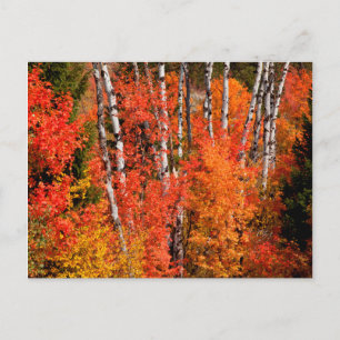 Rot-Ahorn (Acer Rubra) und Espen Postkarte