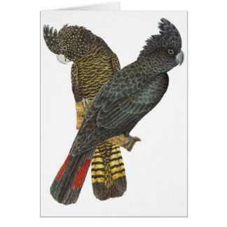 Rot-angebundene schwarze Cockatoo-Paare