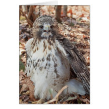 Rot angebundener Falke