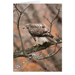 Rot-angebundener Falke