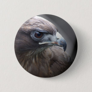 Rot-angebundener Falke Button