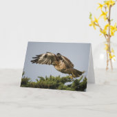 Rot-angebundener Falke Karte (Gelbe Blume)