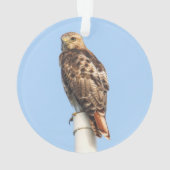 Rot-angebundener Falke Ornament (Rückseite)