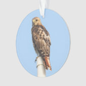 Rot-angebundener Falke Ornament (Vorderseite)