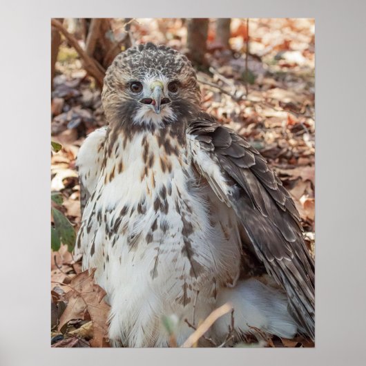Rot angebundener Falke Poster (Vorne)