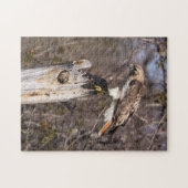 Rot-angebundener Falke Puzzle (Horizontal)