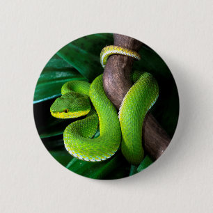 Rot-angebundenes Bambuspitviper Button