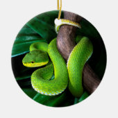 Rot-angebundenes Bambuspitviper Keramik Ornament (Vorne)