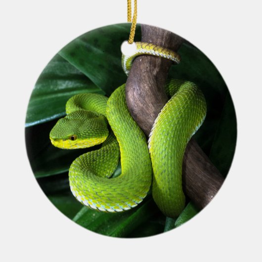 Rot-angebundenes Bambuspitviper Keramik Ornament (Vorne)