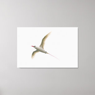 Rot-angebundenes Tropicbird Leinwanddruck