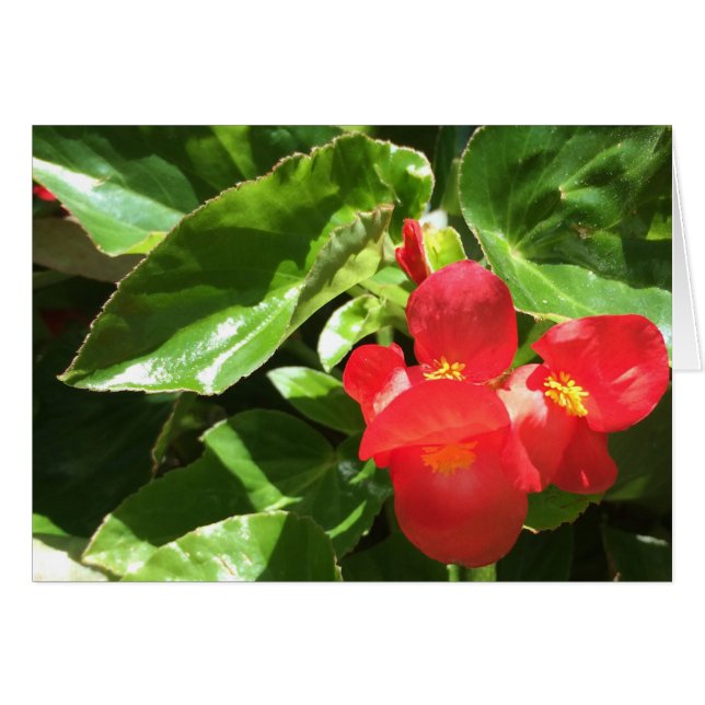 Rot auf Grün, Blume (Vorderseite (Horizontal))