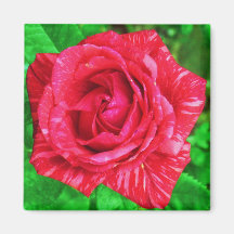 Rot auf Rot gestreifte Rosen-Magnet
