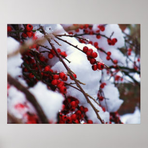 Rot auf weißen Beeren im Schnee Poster