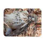 Rot band den verdoppelten Falken an Magnet (Horizontal)